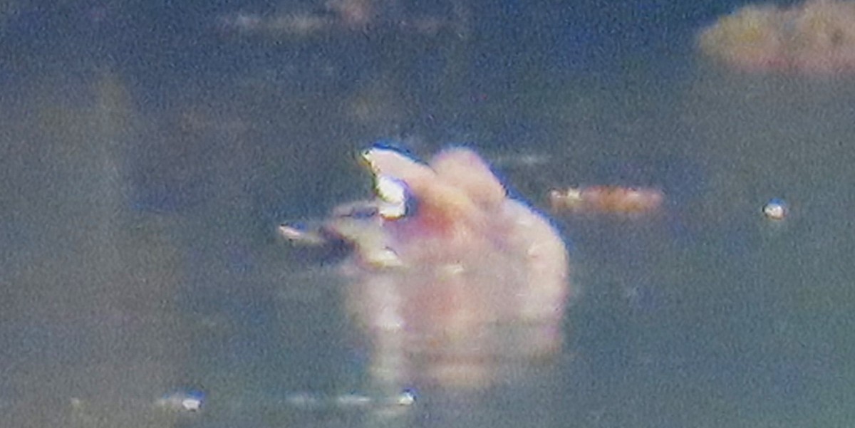 Egyptian Goose - ML646971059