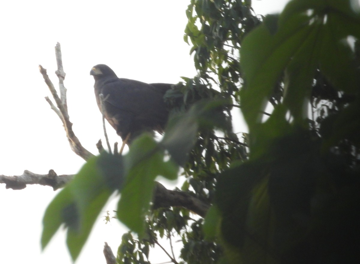 Great Black Hawk - ML646971063