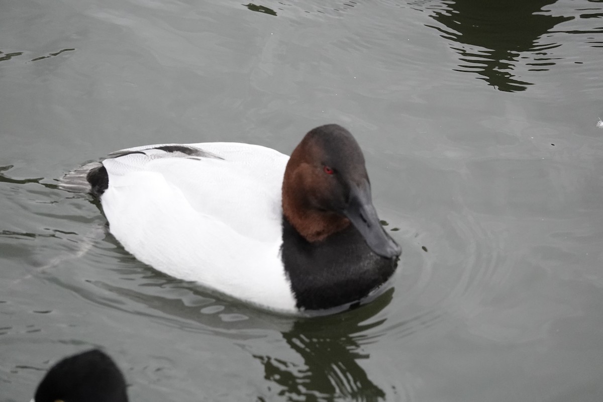 Canvasback - ML646971064