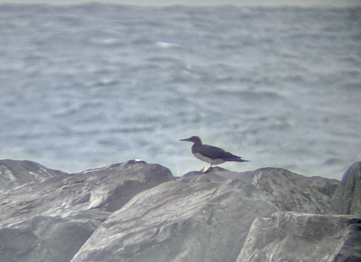 Cocos Booby - ML646971067