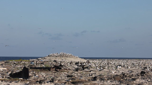 Masked Booby - ML646971069