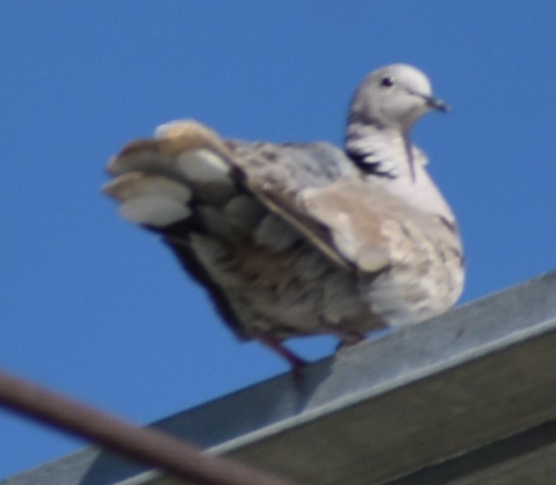 Tourterelle turque - ML646971071