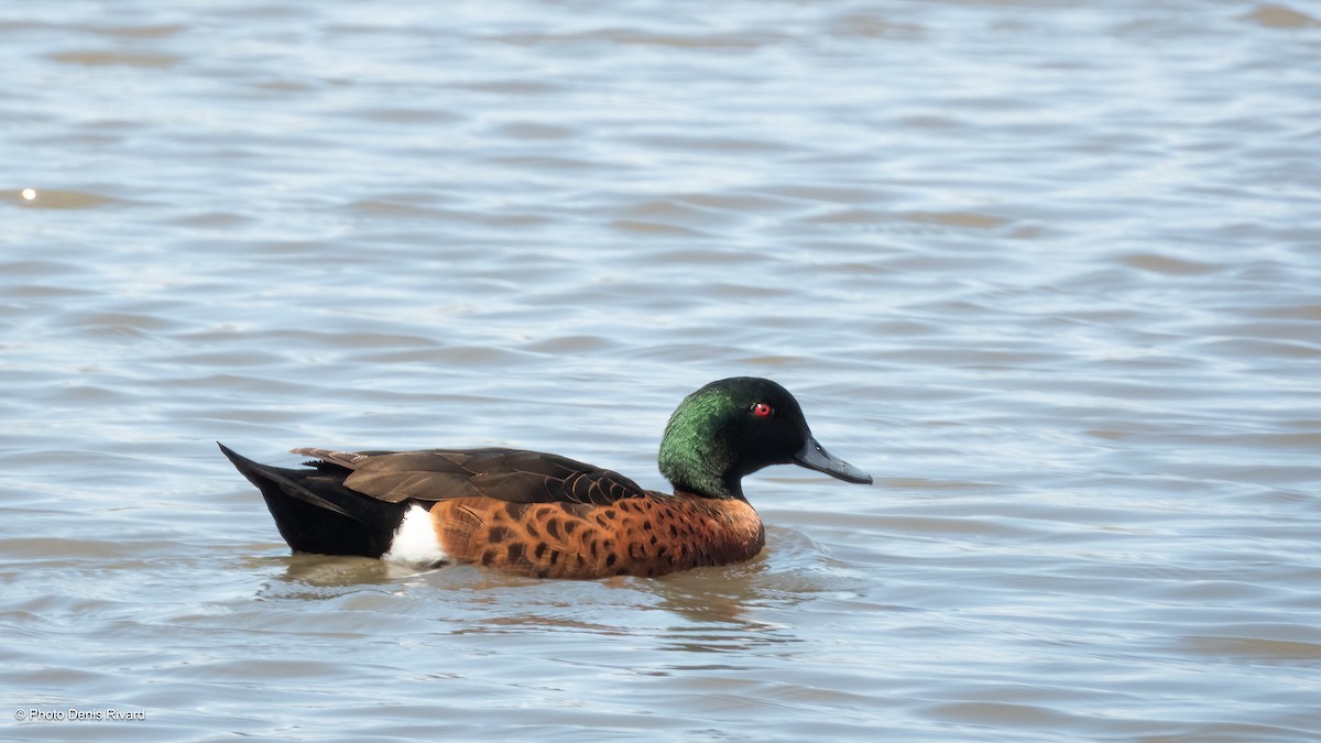 Chestnut Teal - ML646971091