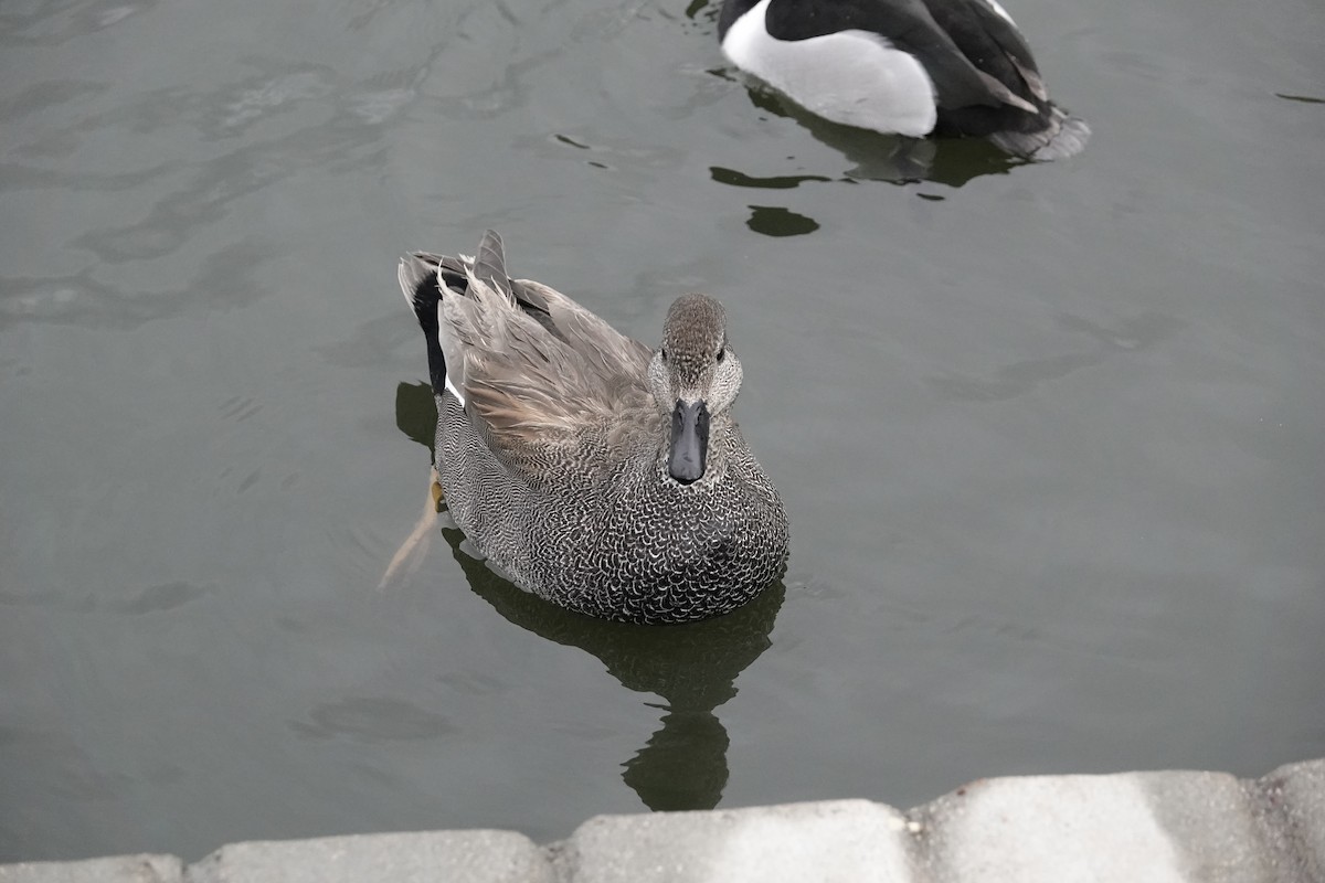 Gadwall - ML646971094