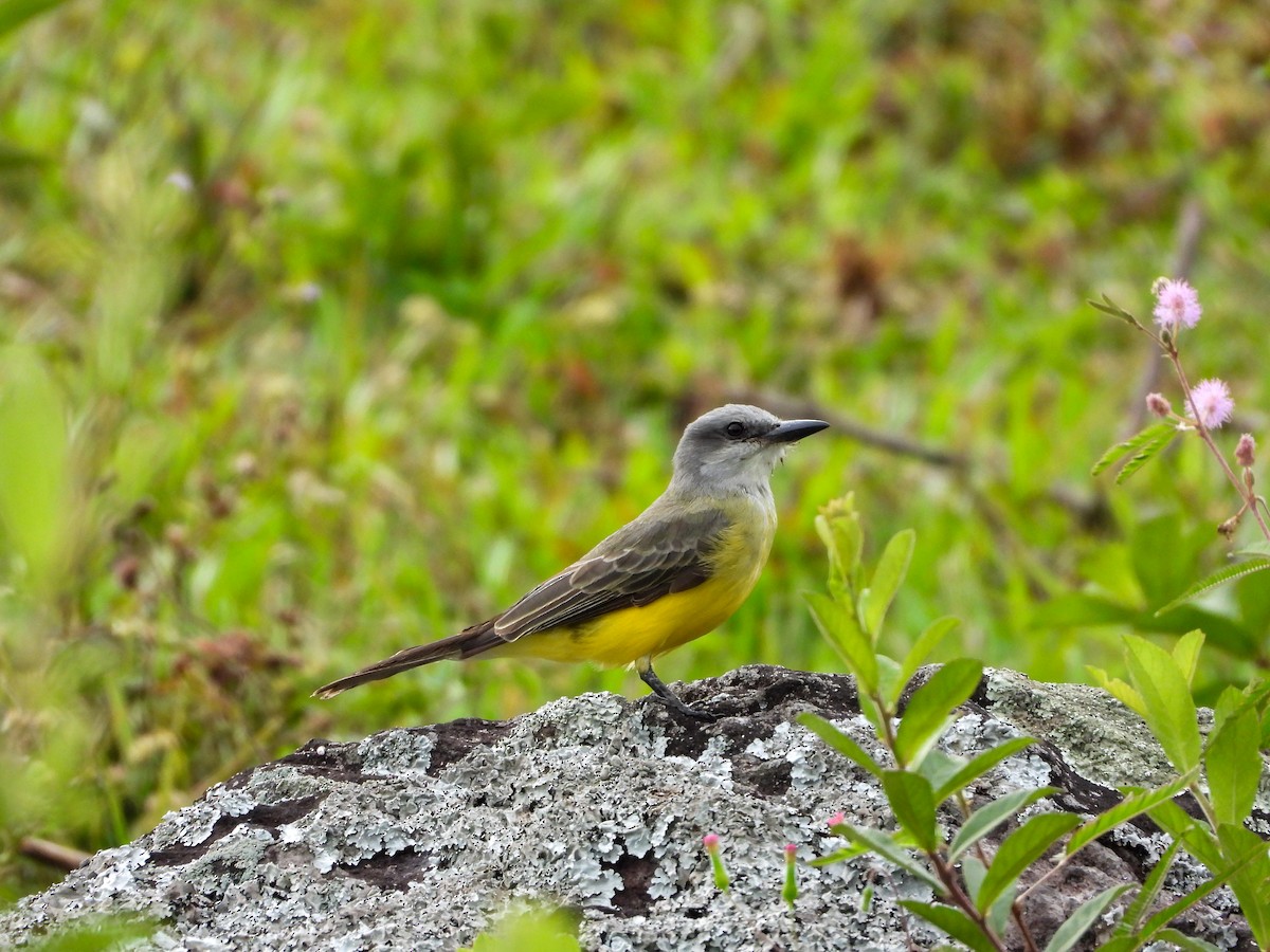 Tirano Melancólico - ML646971096