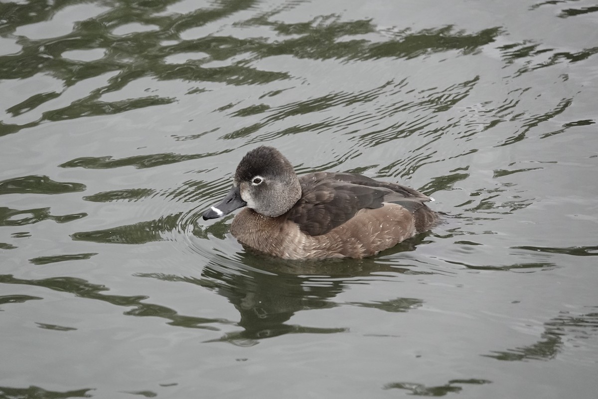 Porrón Acollarado - ML646971101