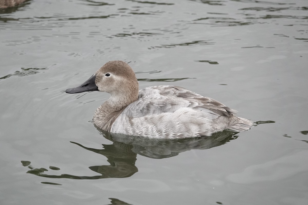 Canvasback - ML646971102