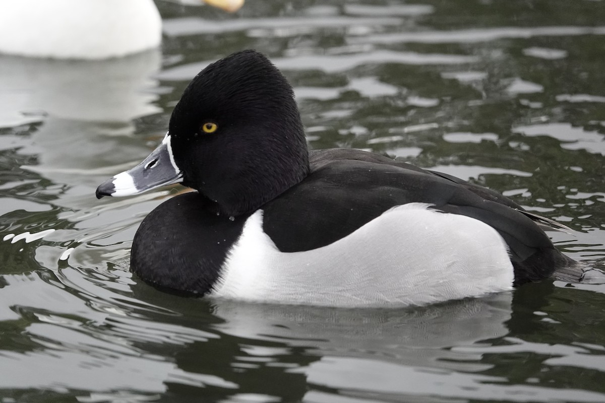 Ring-necked Duck - ML646971103