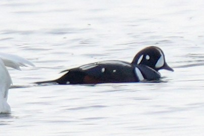 Harlequin Duck - ML646971104