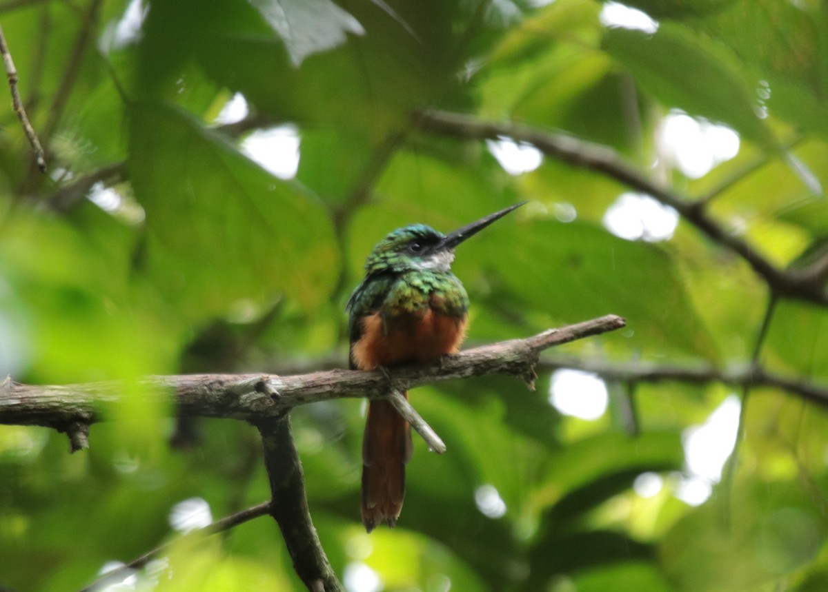 Jacamará Colirrufo - ML646971105