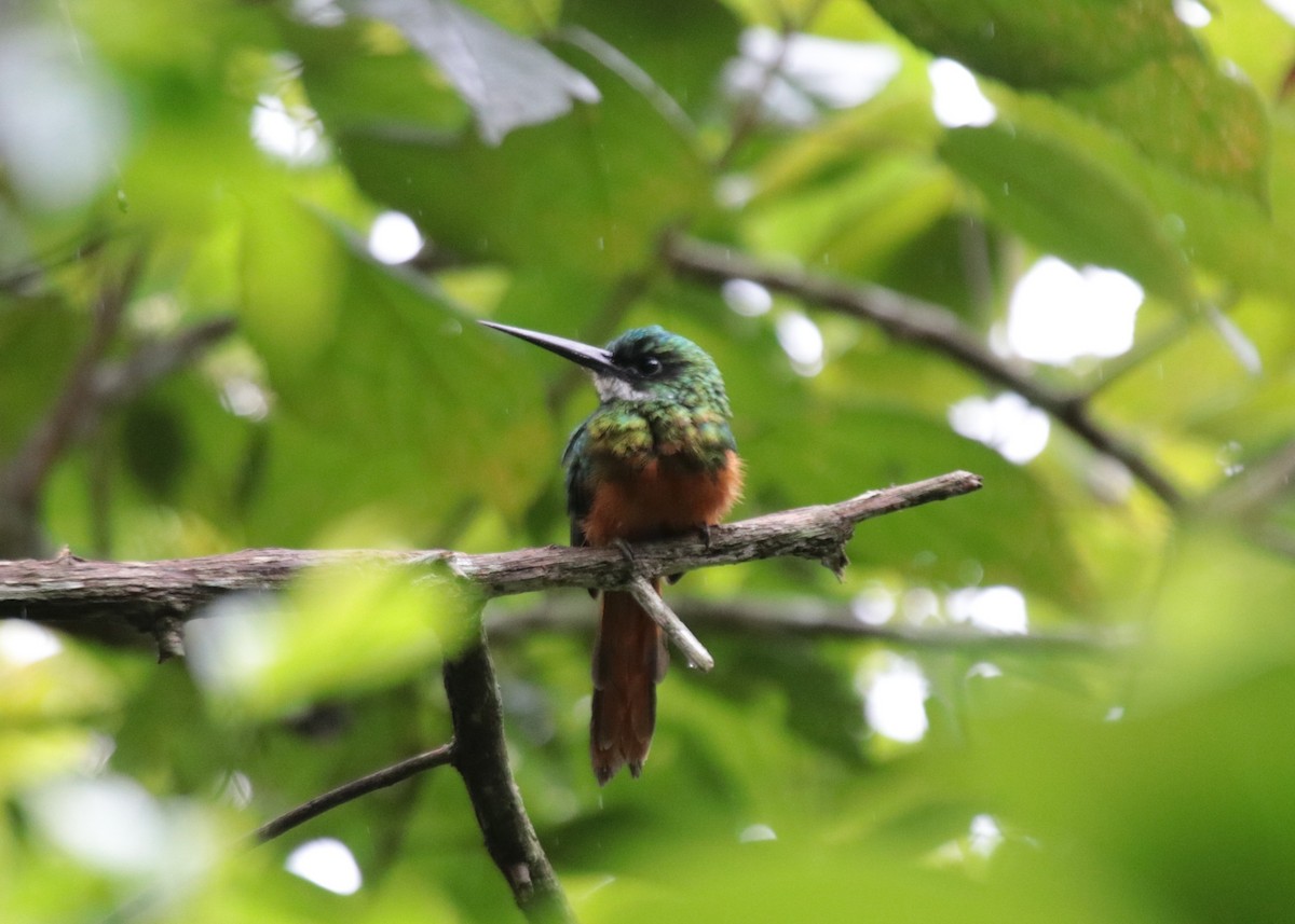 Jacamará Colirrufo - ML646971109