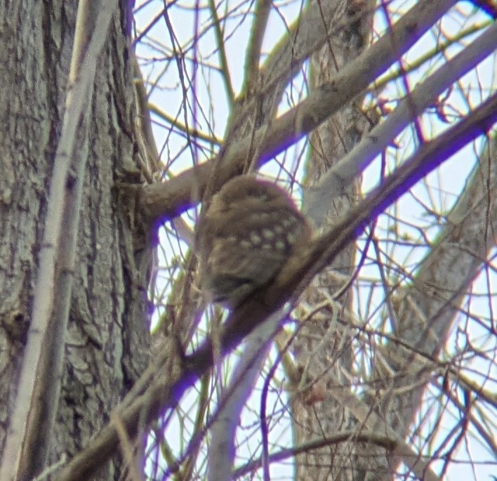 Mochuelo Cabezón - ML646971112
