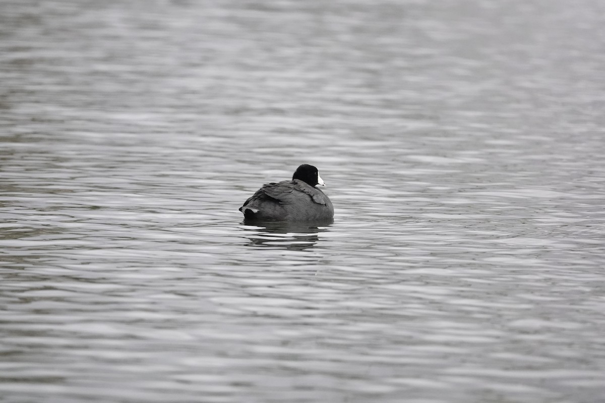 Focha Americana - ML646971113