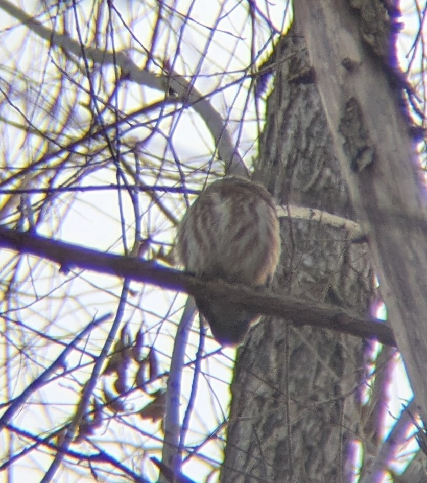 Mochuelo Cabezón - ML646971114