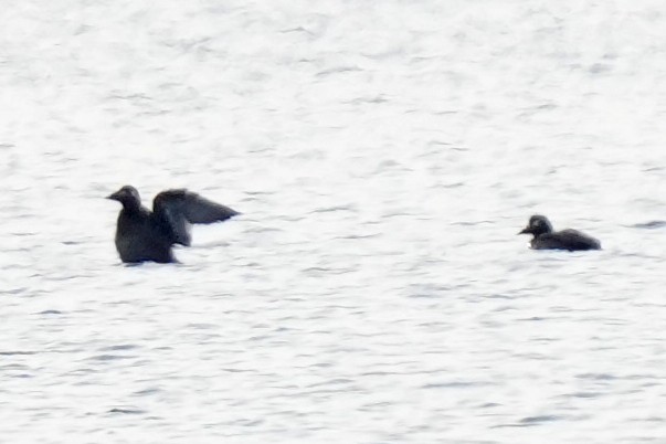 White-winged Scoter - ML646971117
