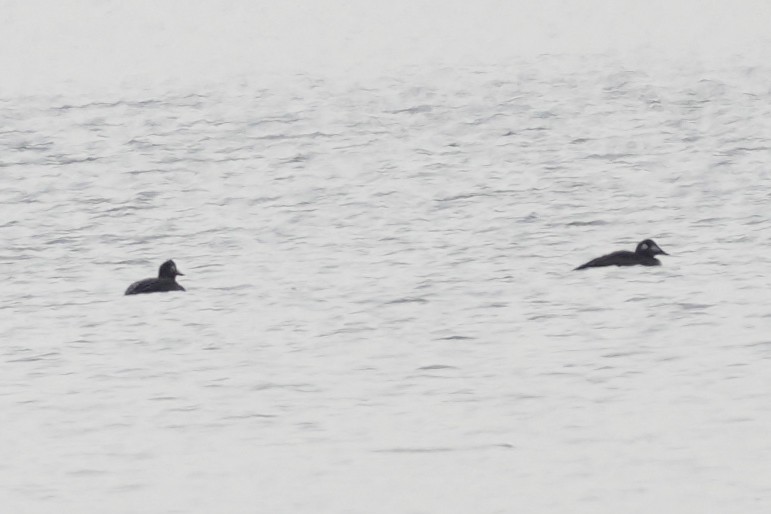 White-winged Scoter - ML646971118
