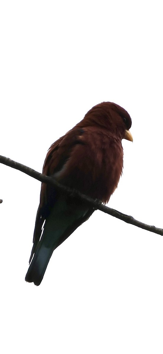 Carraca Picogorda - ML646971120