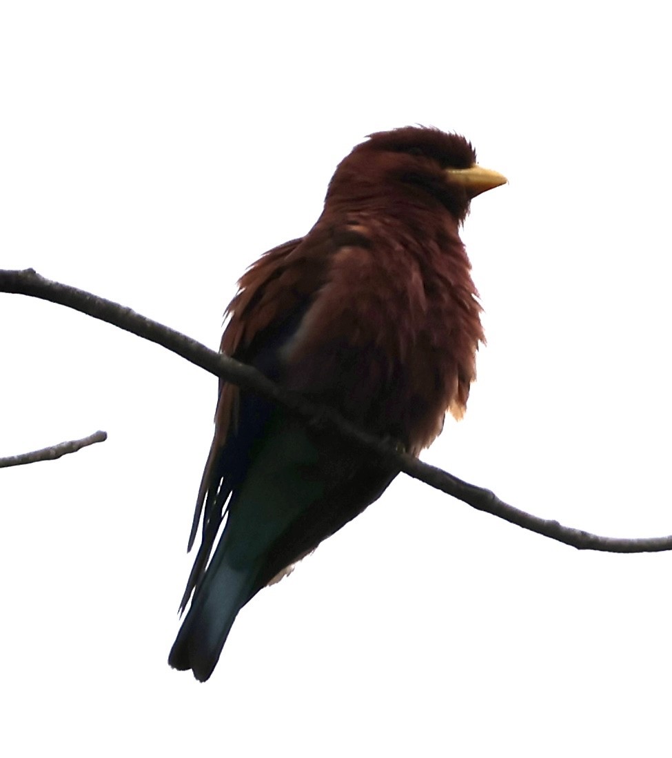 Carraca Picogorda - ML646971121