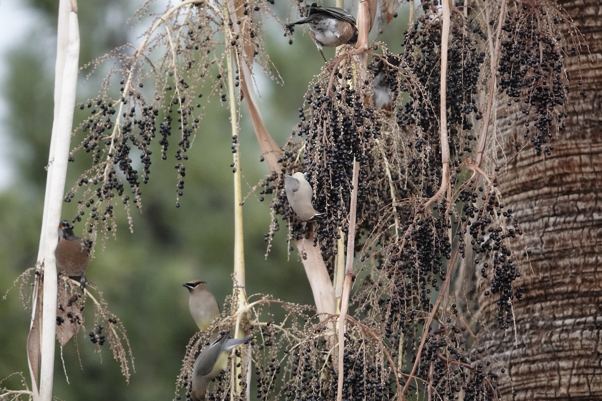 Ampelis Americano - ML646971122