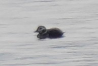 長尾鴨 - ML646971123