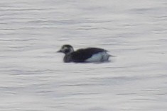 長尾鴨 - ML646971124