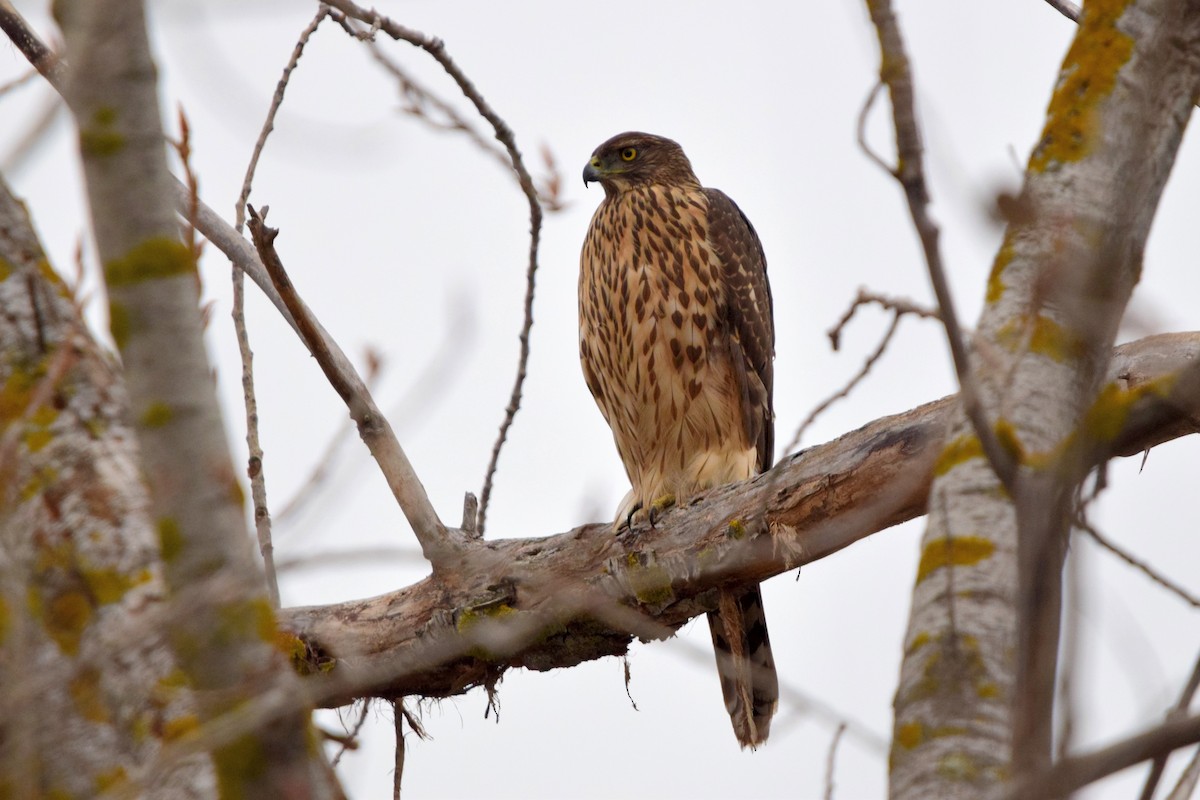 Azor Euroasiático - ML646971125