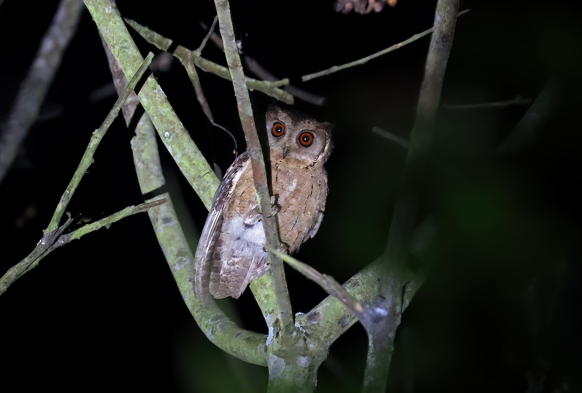 Autillo Indio - ML646971126