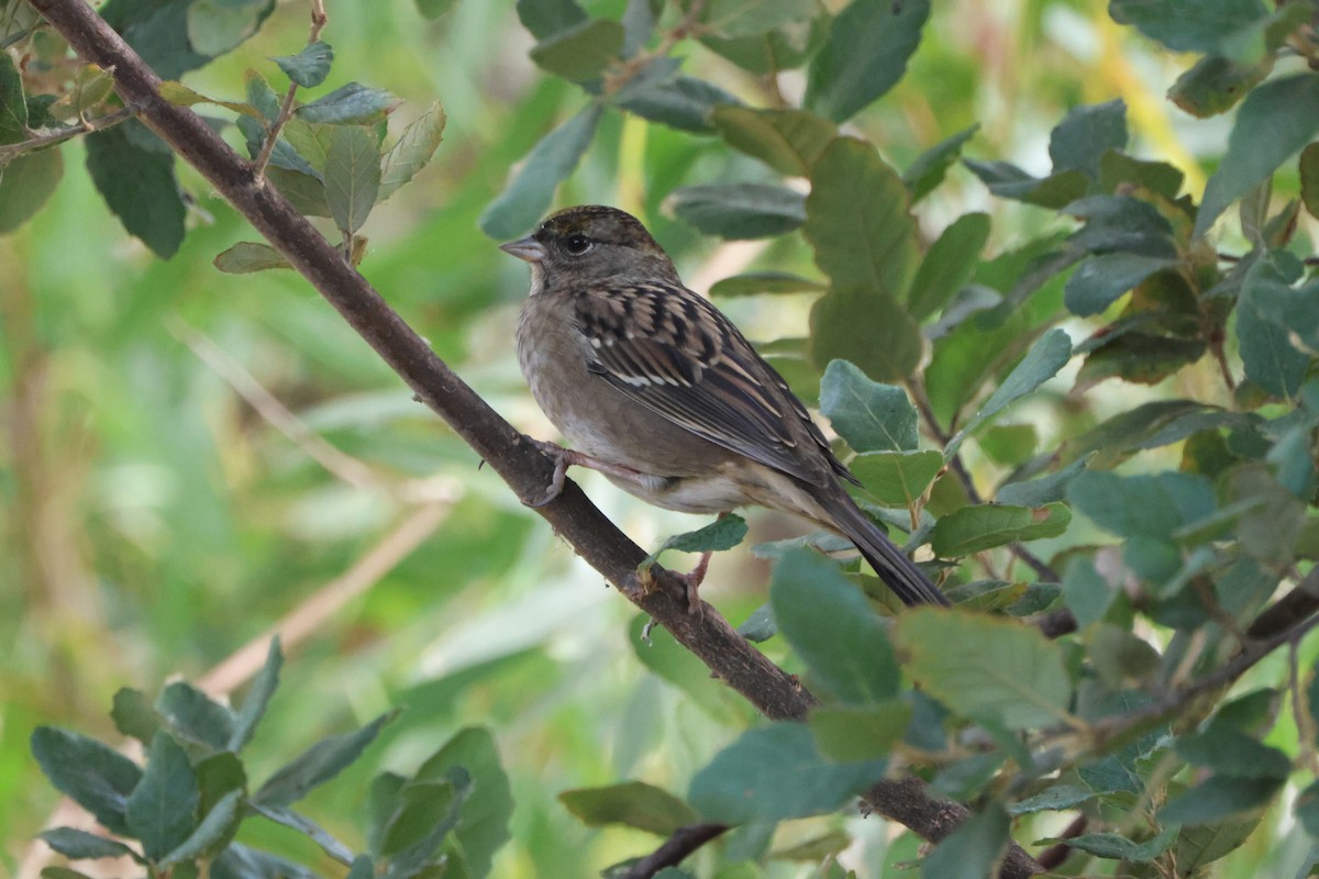 Chingolo Coronidorado - ML646971127