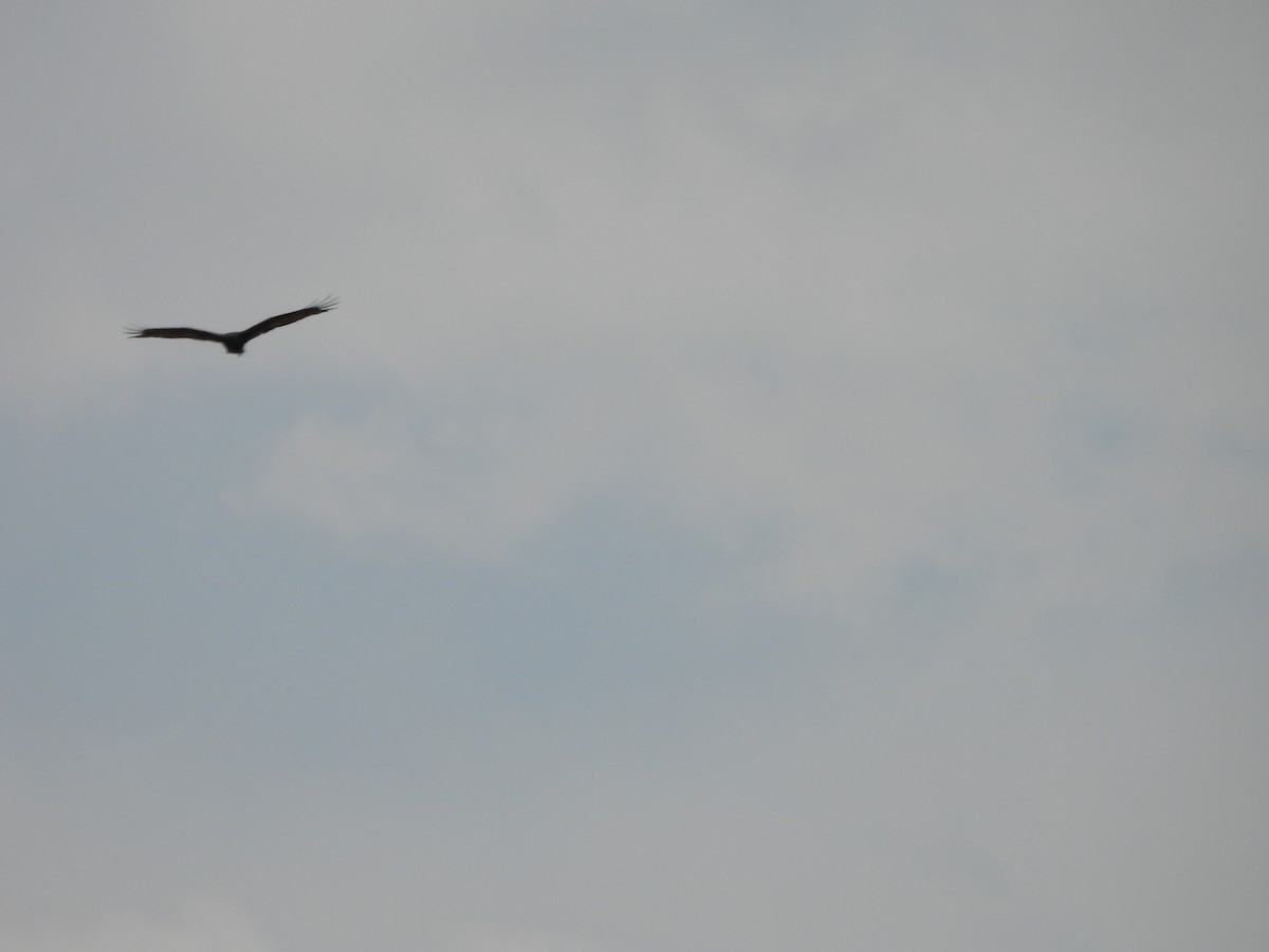 Aura Gallipavo - ML646971129