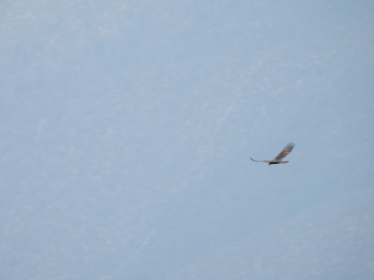 Busardo Aura - ML646971130