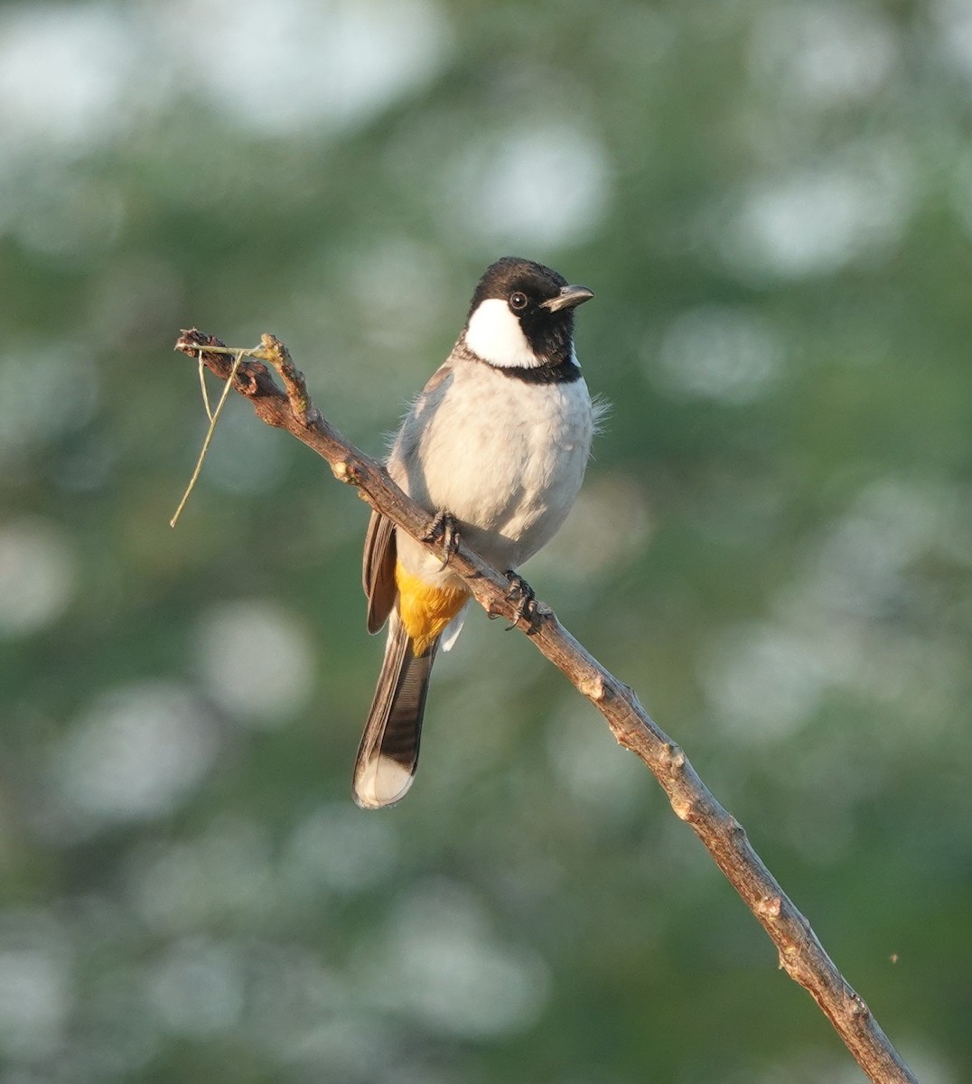 Bulbul Orejiblanco - ML646971131