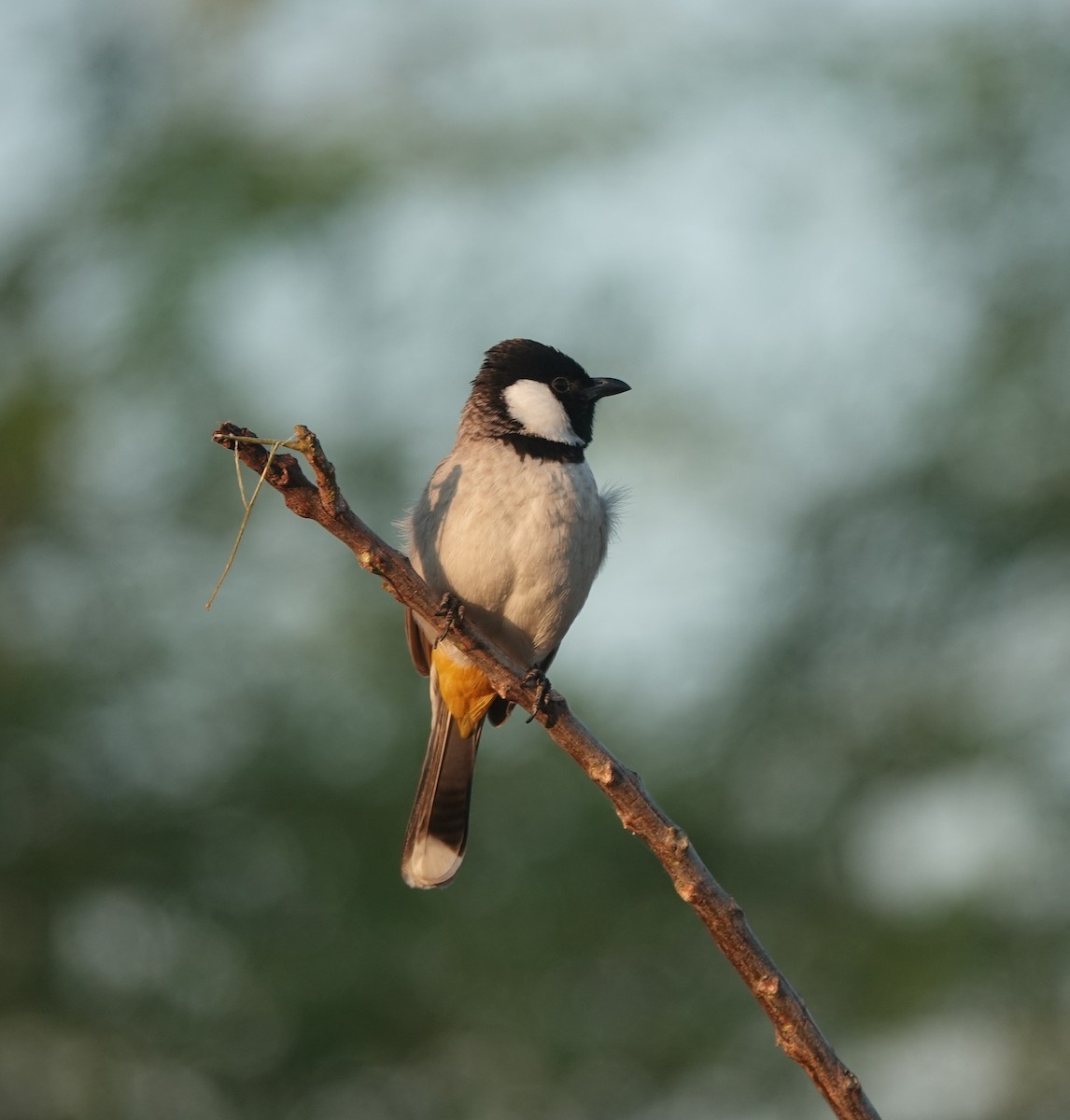 Bulbul Orejiblanco - ML646971132