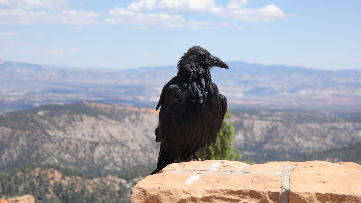 Cuervo Grande - ML646971133