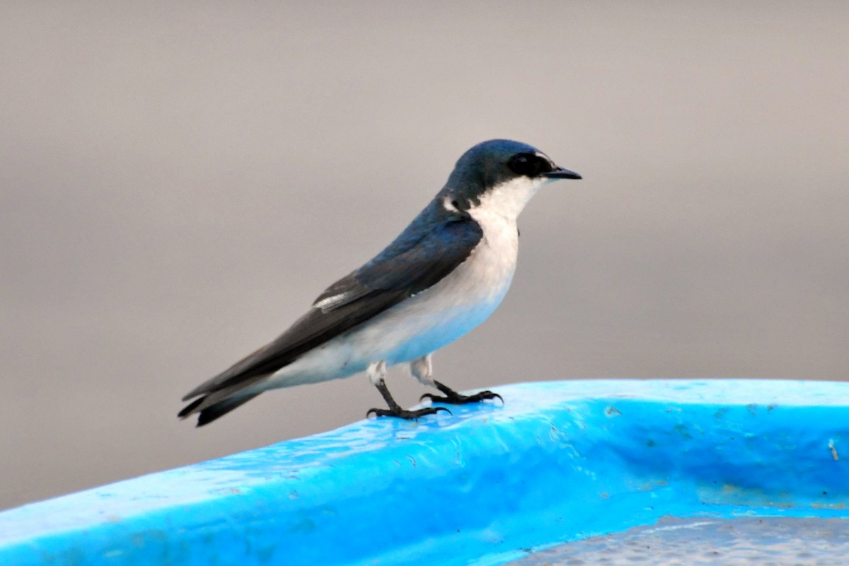 Golondrina de Manglar - ML646971134