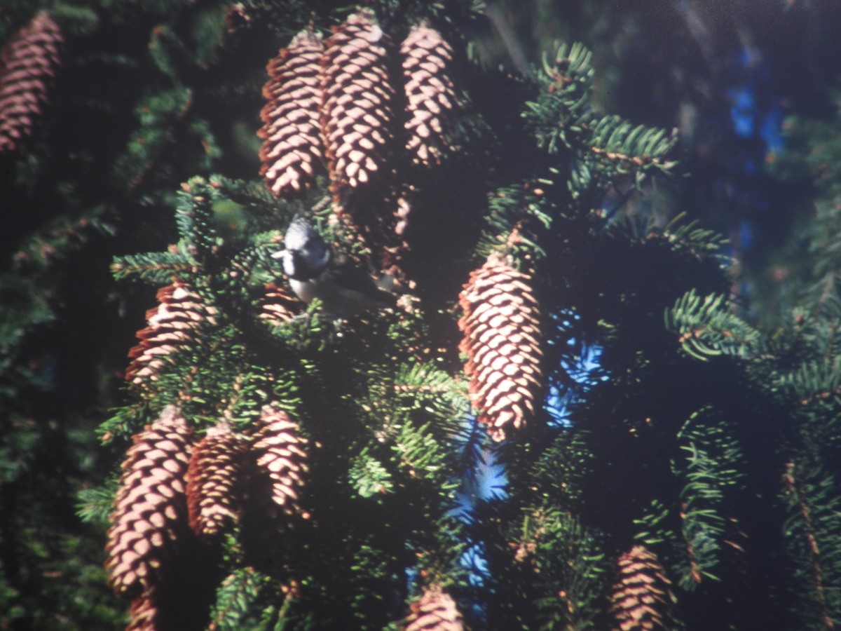 Herrerillo Capuchino - ML646971136