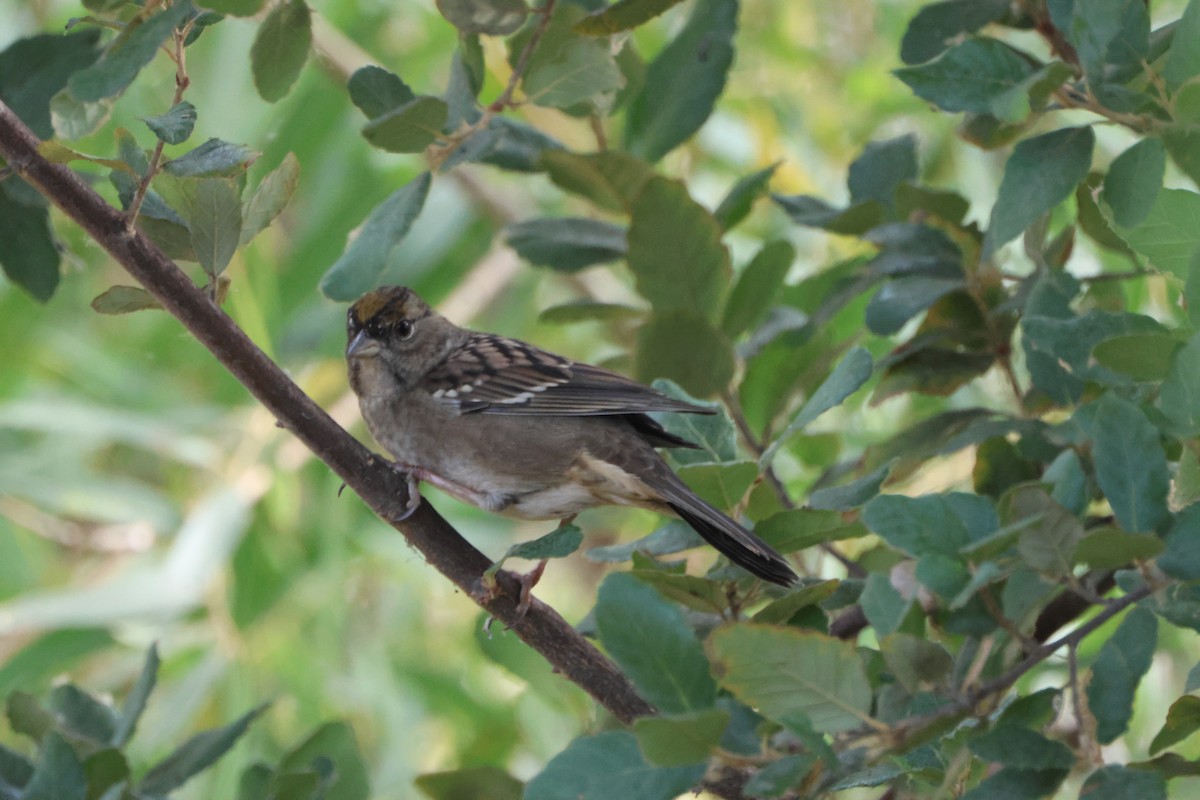 Chingolo Coronidorado - ML646971137