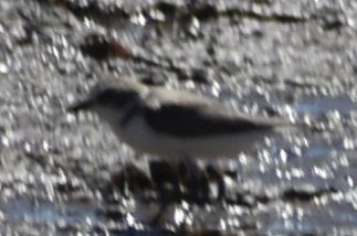 Chorlitejo Patinegro - ML646971138