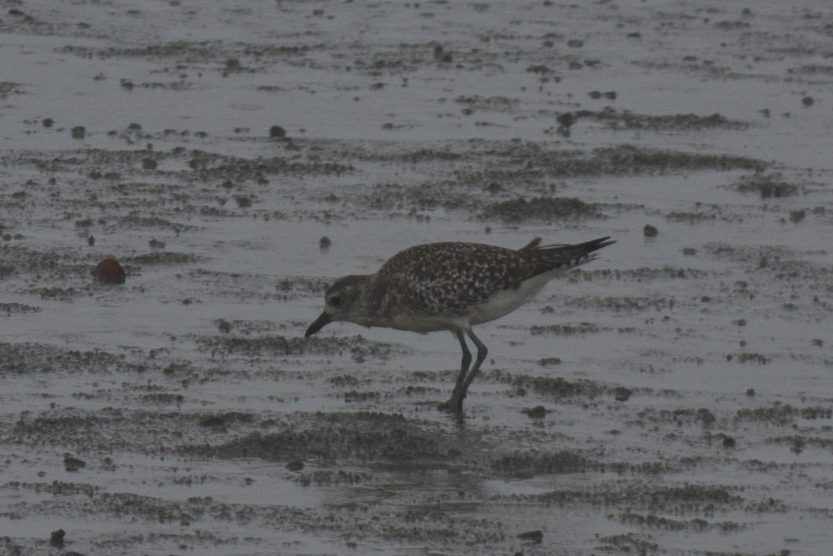 Chorlito Gris - ML646971139