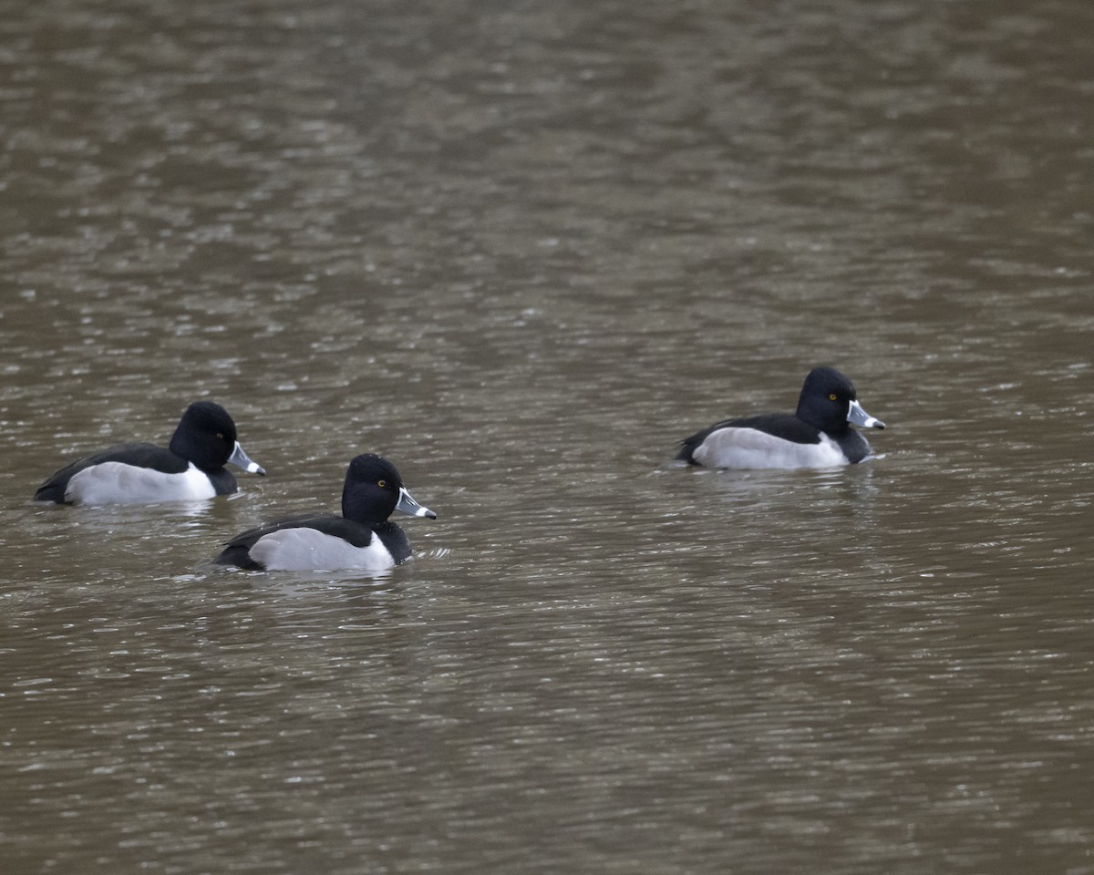 クビワキンクロ - ML646971141