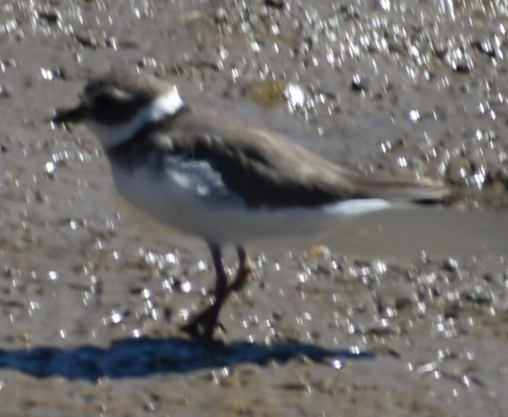 Chorlitejo Grande - ML646971142