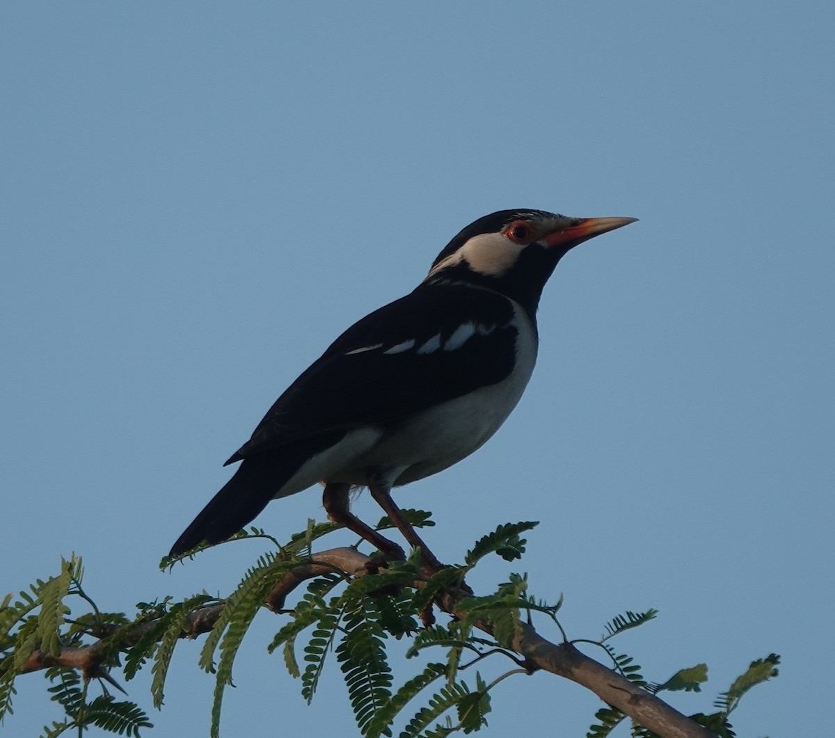 Estornino Pío Común - ML646971143