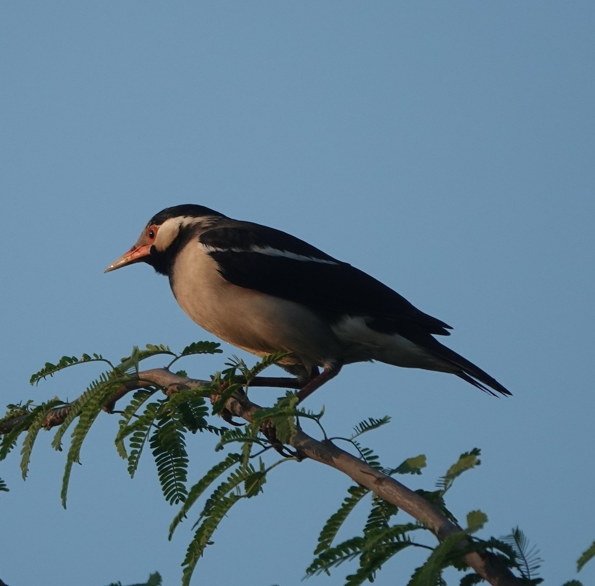 Estornino Pío Común - ML646971144