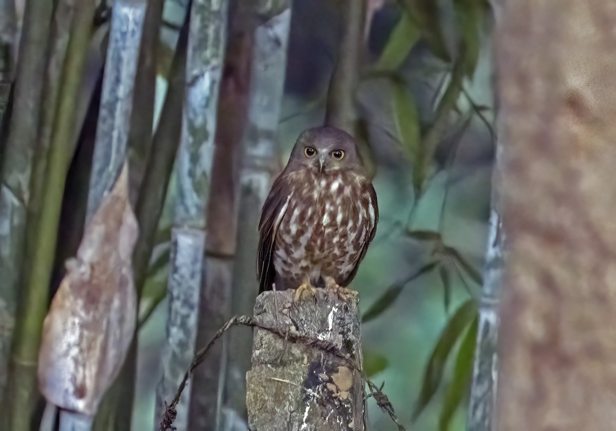 Nínox Pardo - ML646971145