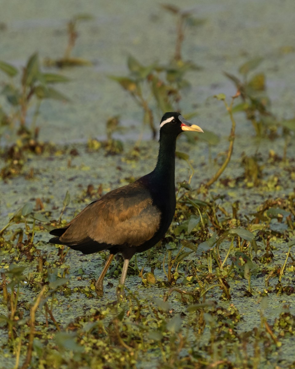 Jacana bronzé - ML646971147