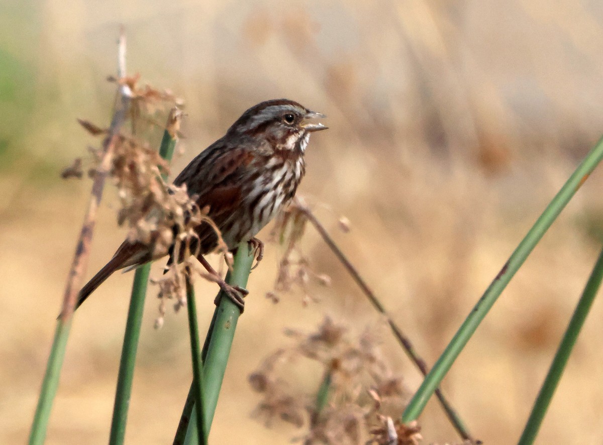 Chingolo Cantor - ML646971148