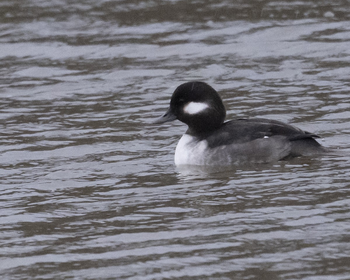 ヒメハジロ - ML646971149