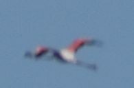 Flamenco Común - ML646971151