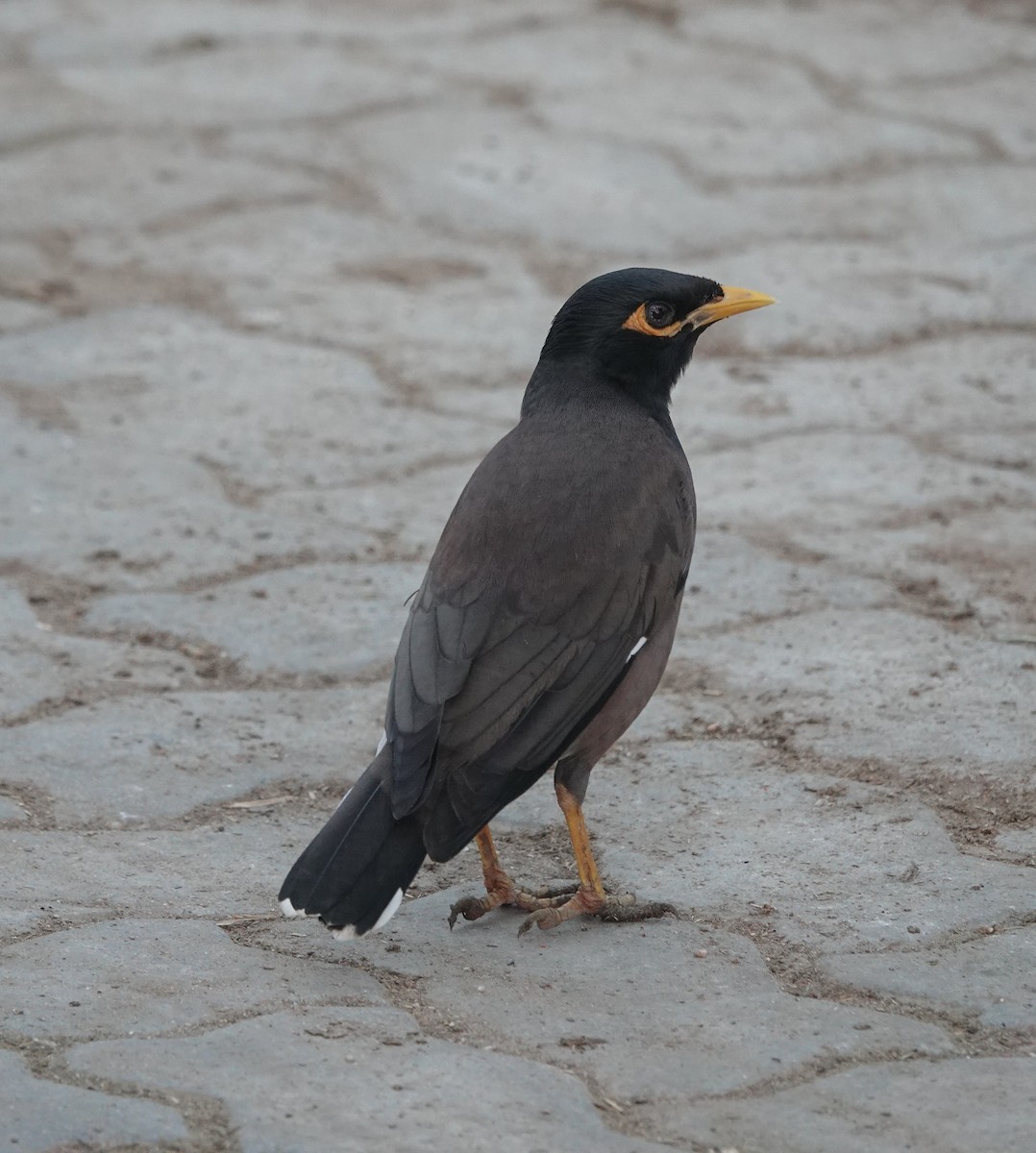 Common Myna - ML646971152