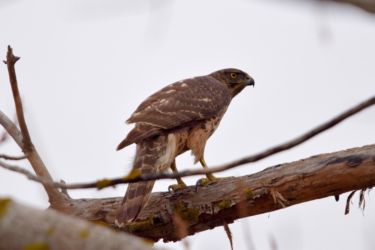 Aztore eurasiarra - ML646971153