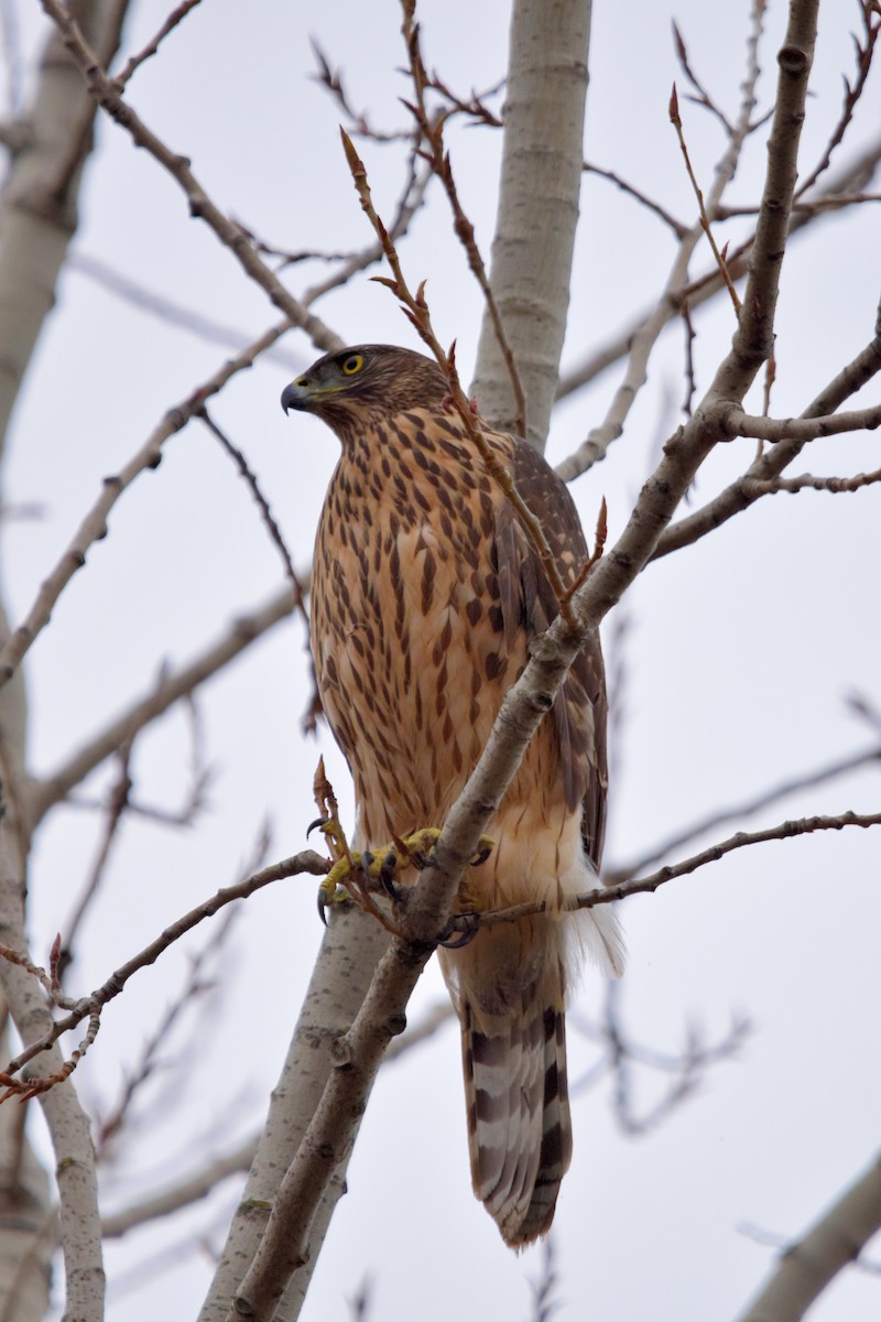 Aztore eurasiarra - ML646971154